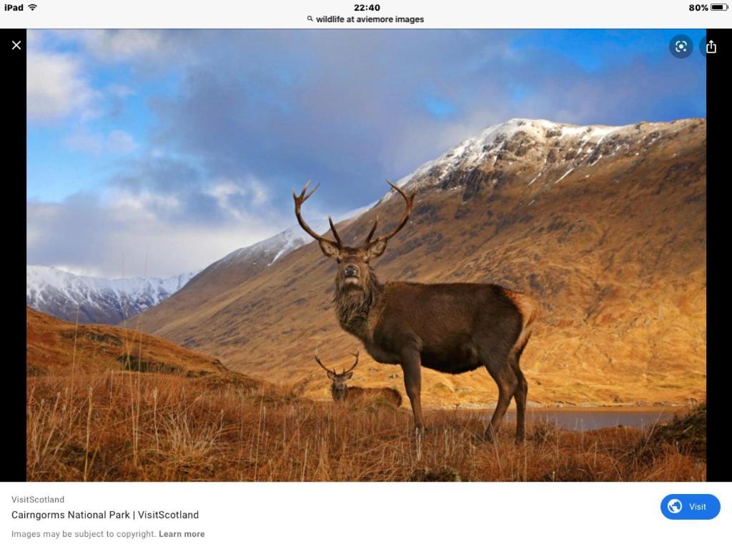 The Monarch Lodge ,Aviemore Holiday Park Esterno foto